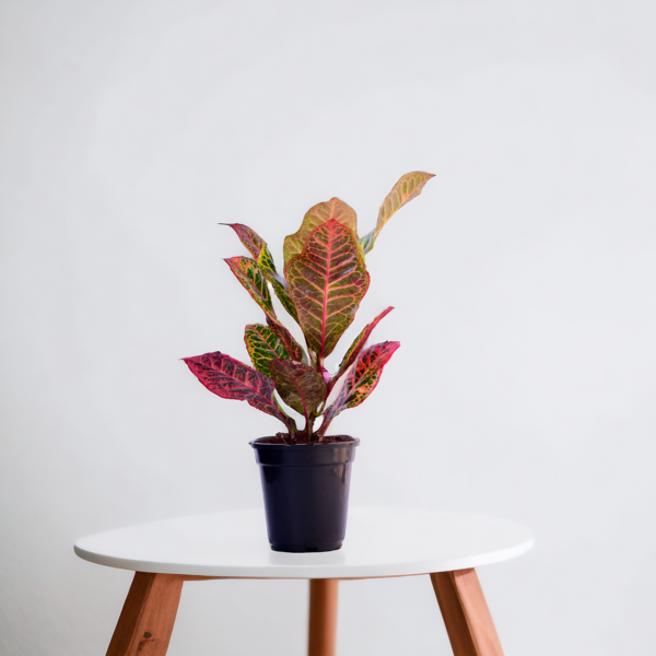 Croton Petra (Codiaeum variegatum) - Vibrant Foliage Indoor Plant |  Surekha Agro Products