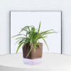 Spider Indoor Plants With Premium Brown Self Watering Pot | Perfect Live Plant For Living Room