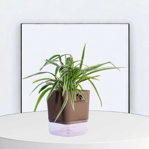 Spider Indoor Plants With Premium Brown Self Watering Pot | Perfect Live Plant For Living Room