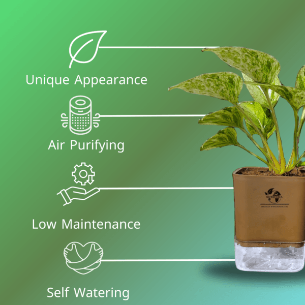 Marble Queen Pothos - Easy Care Indoor Plant in Self-Watering Pot | Surekha Agro Products