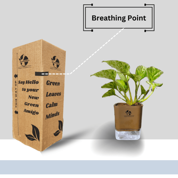 Marble Queen Pothos - Easy Care Indoor Plant in Self-Watering Pot | Surekha Agro Products