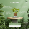 Marble Queen Pothos - Easy Care Indoor Plant in Self-Watering Pot | Surekha Agro Products