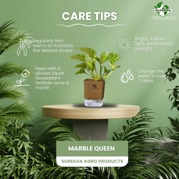 Marble Queen Pothos - Easy Care Indoor Plant in Self-Watering Pot | Surekha Agro Products
