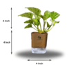 Marble Queen Pothos - Easy Care Indoor Plant in Self-Watering Pot | Surekha Agro Products
