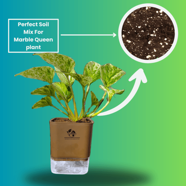 Marble Queen Pothos - Easy Care Indoor Plant in Self-Watering Pot | Surekha Agro Products