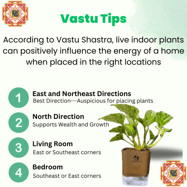 Marble Queen Pothos - Easy Care Indoor Plant in Self-Watering Pot | Surekha Agro Products