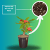 Mili Flower Plant (Crown of Thorns) - Stunning Blooms & Easy Care | 5 Inch Pot | Surekha Agro Products