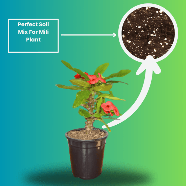 Mili Flower Plant (Crown of Thorns) - Stunning Blooms & Easy Care | 5 Inch Pot | Surekha Agro Products