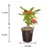 Mili Flower Plant (Crown of Thorns) - Stunning Blooms & Easy Care | 5 Inch Pot | Surekha Agro Products