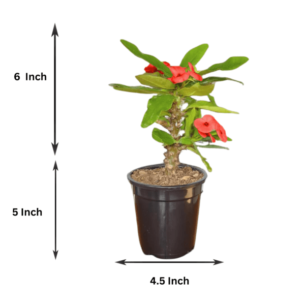 Mili Flower Plant (Crown of Thorns) - Stunning Blooms & Easy Care | 5 Inch Pot | Surekha Agro Products