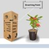 Mili Flower Plant (Crown of Thorns) - Stunning Blooms & Easy Care | 5 Inch Pot | Surekha Agro Products