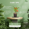 Mili Flower Plant (Crown of Thorns) - Stunning Blooms & Easy Care | 5 Inch Pot | Surekha Agro Products