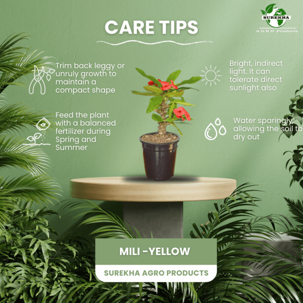 Mili Flower Plant (Crown of Thorns) - Stunning Blooms & Easy Care | 5 Inch Pot | Surekha Agro Products