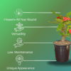 Mili Flower Plant (Crown of Thorns) - Stunning Blooms & Easy Care | 5 Inch Pot | Surekha Agro Products