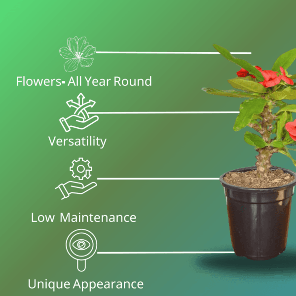 Mili Flower Plant (Crown of Thorns) - Stunning Blooms & Easy Care | 5 Inch Pot | Surekha Agro Products