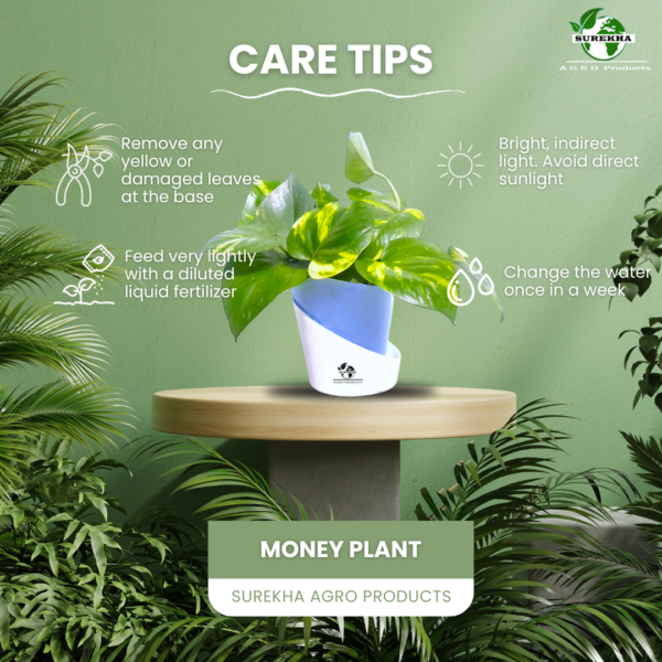 Golden Money Plants With Self Watering Pot For Living Room | Good Luck Plant |  Air Purifier Plants |