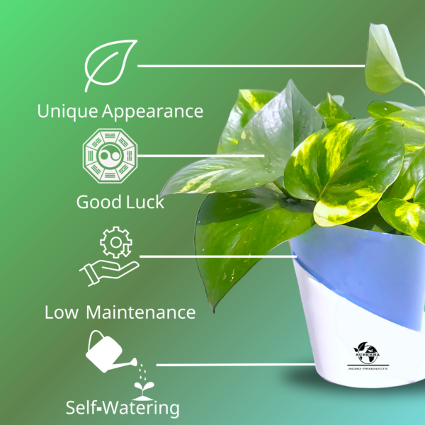 Golden Money Plants With Self Watering Pot For Living Room | Good Luck Plant |  Air Purifier Plants |