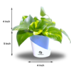 Golden Money Plants With Self Watering Pot For Living Room | Good Luck Plant |  Air Purifier Plants |