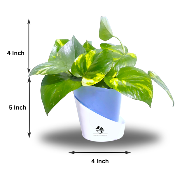Golden Money Plants With Self Watering Pot For Living Room | Good Luck Plant |  Air Purifier Plants |
