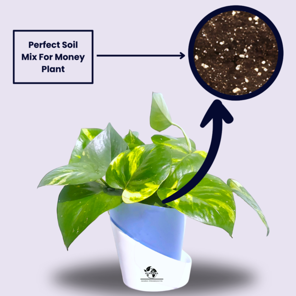 Golden Money Plants With Self Watering Pot For Living Room | Good Luck Plant |  Air Purifier Plants |
