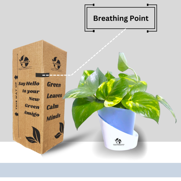 Golden Money Plants With Self Watering Pot For Living Room | Good Luck Plant |  Air Purifier Plants |
