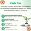 Peace Lily (Spathiphyllum) - Elegant Indoor Plant with Air-Purifying Benefits | White Pot | Surekha Agro Products