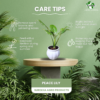 Peace Lily (Spathiphyllum) - Elegant Indoor Plant with Air-Purifying Benefits | White Pot | Surekha Agro Products