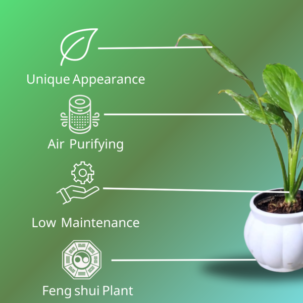 Peace Lily (Spathiphyllum) - Elegant Indoor Plant with Air-Purifying Benefits | White Pot | Surekha Agro Products