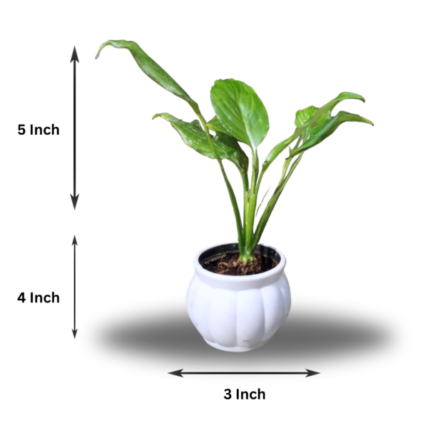 Peace Lily (Spathiphyllum) - Elegant Indoor Plant with Air-Purifying Benefits | White Pot | Surekha Agro Products