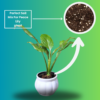 Peace Lily (Spathiphyllum) - Elegant Indoor Plant with Air-Purifying Benefits | White Pot | Surekha Agro Products