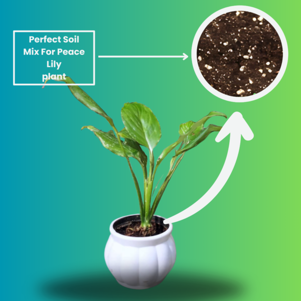 Peace Lily (Spathiphyllum) - Elegant Indoor Plant with Air-Purifying Benefits | White Pot | Surekha Agro Products