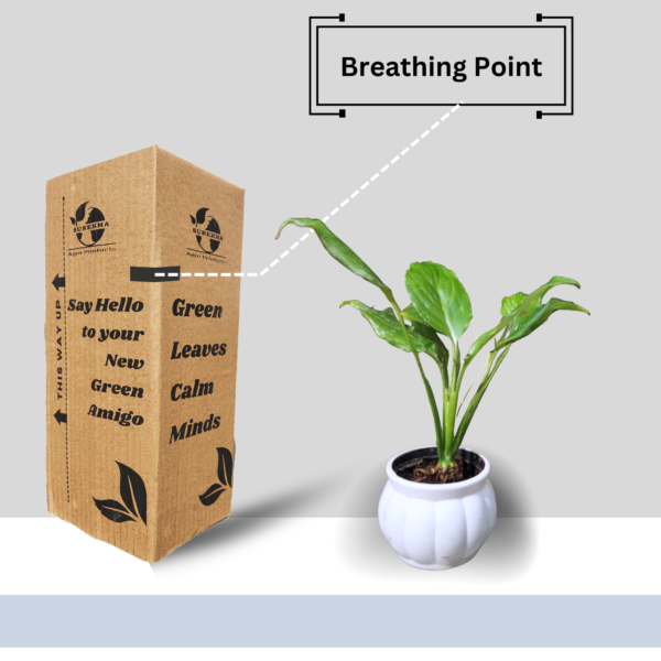 Peace Lily (Spathiphyllum) - Elegant Indoor Plant with Air-Purifying Benefits | White Pot | Surekha Agro Products