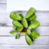 Surekha Agro Products Calathea Amagris - 8-10" with 5" Self-Watering Pot | Low Maintenance Indoor Plant for Stunning Foliage