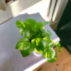 Golden Money Plants With Self Watering Pot For Living Room | Good Luck Plant |  Air Purifier Plants |