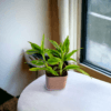 Surekha Agro Products Dracaena Lucky Bamboo Plant - 8-10 Inch, Grows in Sand with 5-Inch Self-Watering Pot, Premium Soil, Secure Packaging