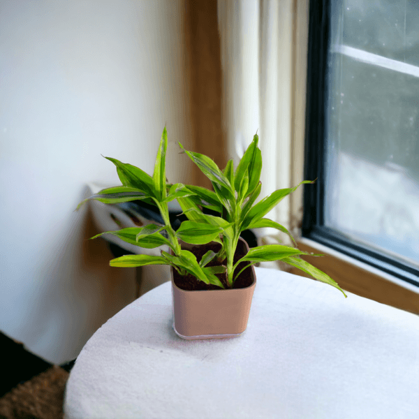 Surekha Agro Products Dracaena Lucky Bamboo Plant - 8-10 Inch, Grows in Sand with 5-Inch Self-Watering Pot, Premium Soil, Secure Packaging