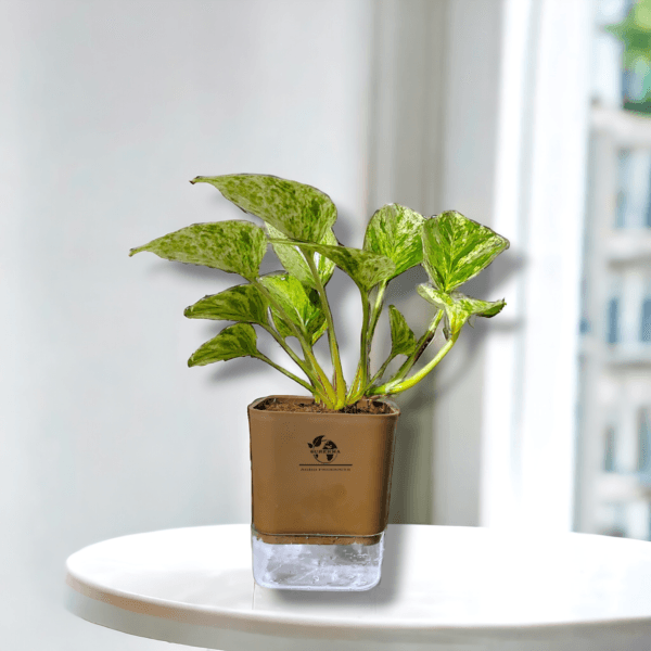 Marble Queen Pothos - Easy Care Indoor Plant in Self-Watering Pot | Surekha Agro Products