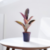 Ficus Elastica Rubber Plant - Air Purifying Indoor Plant | Easy Care | 12-14" | Surekha Agro Products