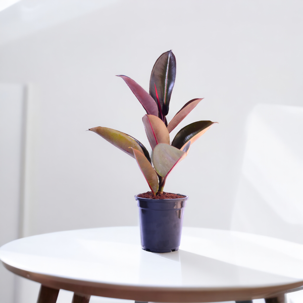 Ficus Elastica Rubber Plant - Air Purifying Indoor Plant | Easy Care | 12-14" | Surekha Agro Products
