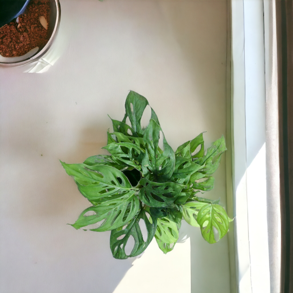 Broken Heart Plant (Monstera adansonii) - Unique Swiss Cheese Vine | Self-Watering Pot | Surekha Agro Products