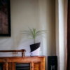 Surekha Green Dracaena Marginata Live Plant