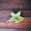 Surekha Agro Products Snake Plant (Sansevieria Trifasciata) - 8-10" with 5" Self Watering Pot | Air Purifying & Low Maintenance Indoor Plant