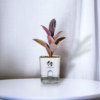 Big rubber plant in self-watering pot, ideal indoor plant of big size for home and low maintenance living room greenery.