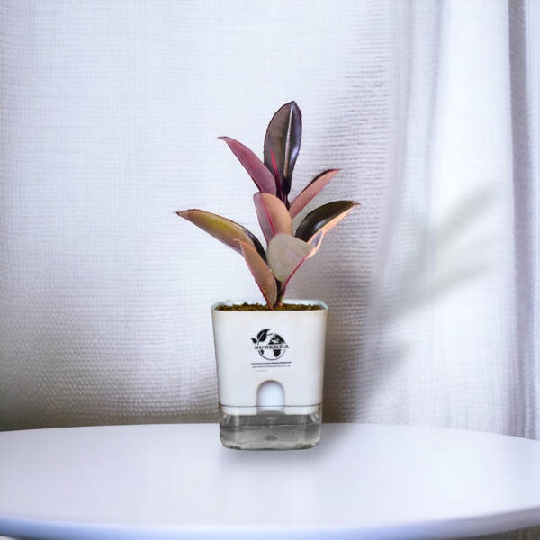 Big rubber plant in self-watering pot, ideal indoor plant of big size for home and low maintenance living room greenery.