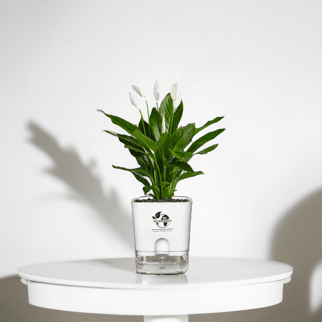 Elegant peace lily plant in self-watering pot, a low light big indoor plant for home and living room air purification.