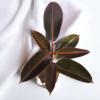 Ficus Elastica (Rubber Plant) - Bold & Easy-Care Indoor Tree | Self-Watering Pot | Surekha Agro Products