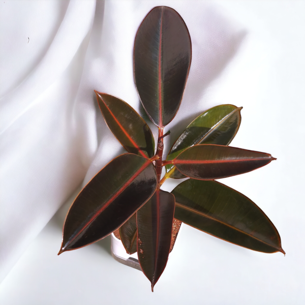 Ficus Elastica (Rubber Plant) - Bold & Easy-Care Indoor Tree | Self-Watering Pot | Surekha Agro Products