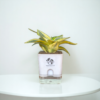 Surekha Agro Products Snake Plant (Sansevieria Trifasciata) - 8-10" with 5" Self Watering Pot | Air Purifying & Low Maintenance Indoor Plant