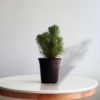 Surekha Agro Products Pine Tree Plant - Bonsai Starter - with 5 Inch Black Pot