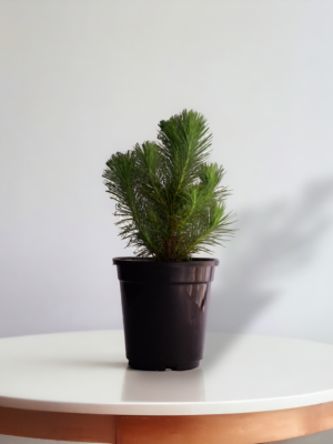 Surekha Agro Products Pine Tree Plant - Bonsai Starter - with 5 Inch Black Pot